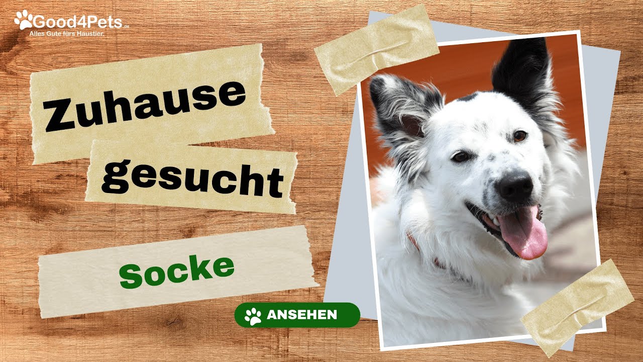 Zuhause gesucht - SOCKE vom Tierheim Aachen | Good4Pets.de