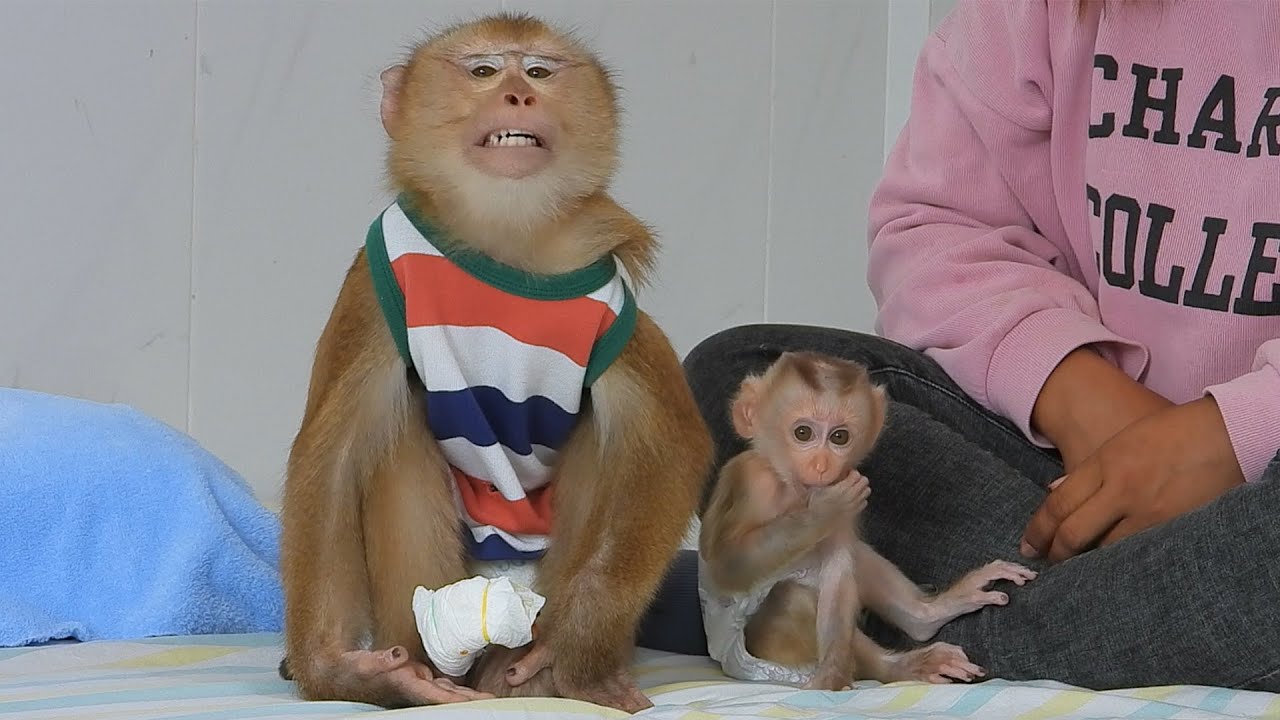 Playing Time For Little Olly And Tiny Valen After Mom Check His Legs