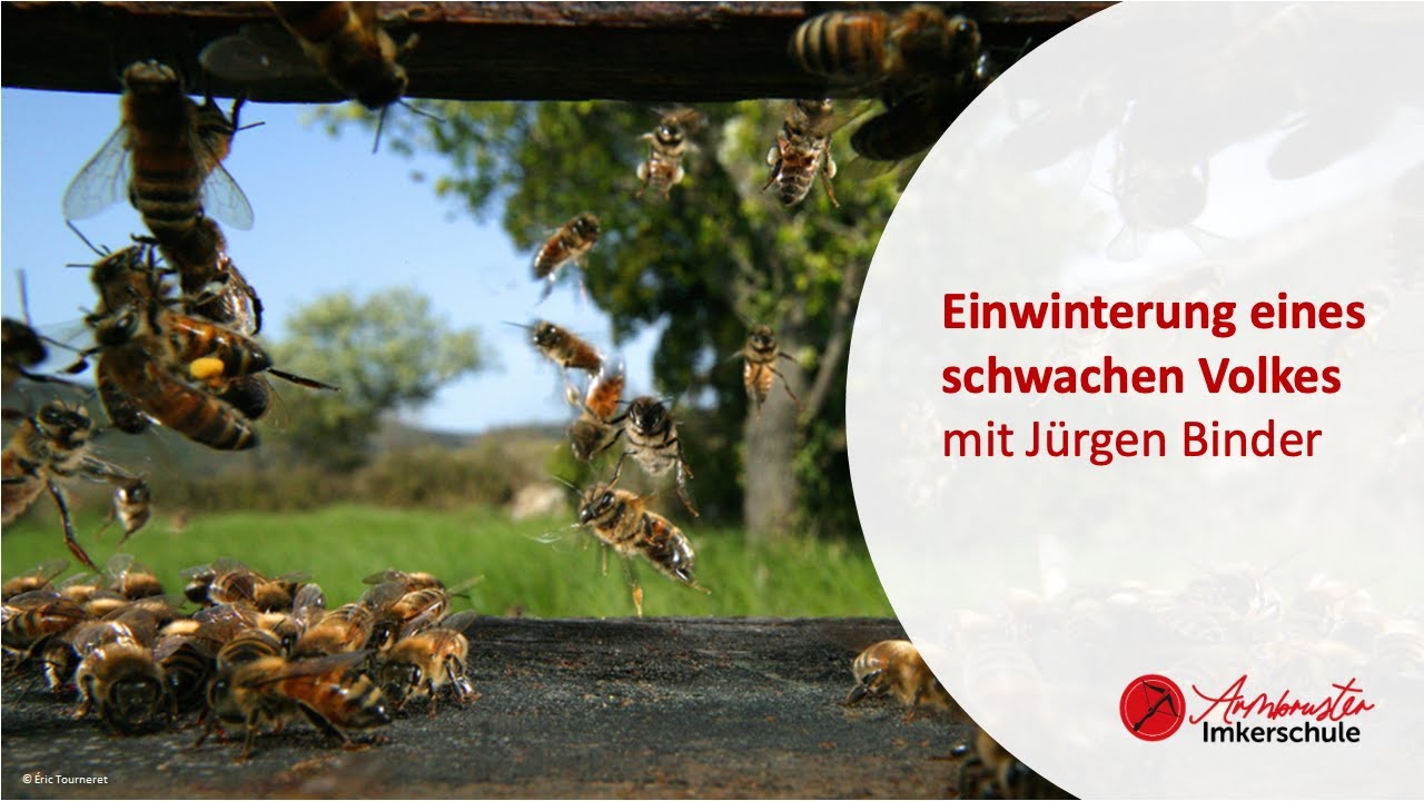 Einwinterung eines schwachen Volkes