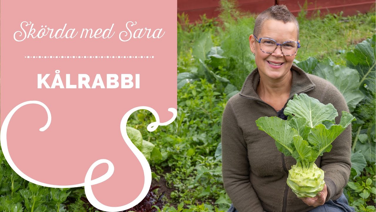 Odla och skörda kålrabbi