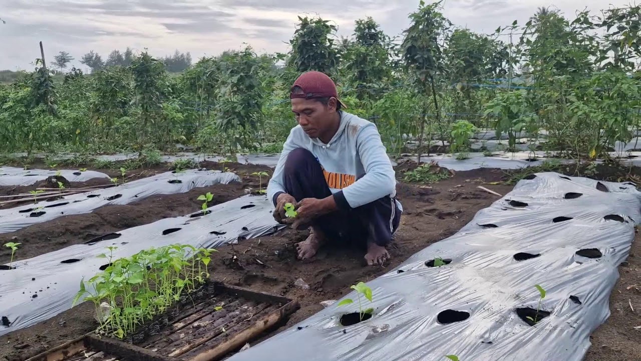 SMART TRICK: TRANSPLANTING CHILI SEEDLINGS FROM TRAY TO BEDS WITH BARE HANDS! -Agriculture Gardening