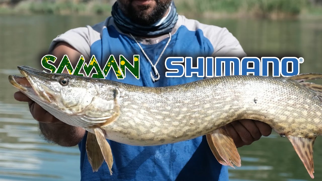 SALMAN AV ve SHIMANO TÜRKİYE TURNA AVI