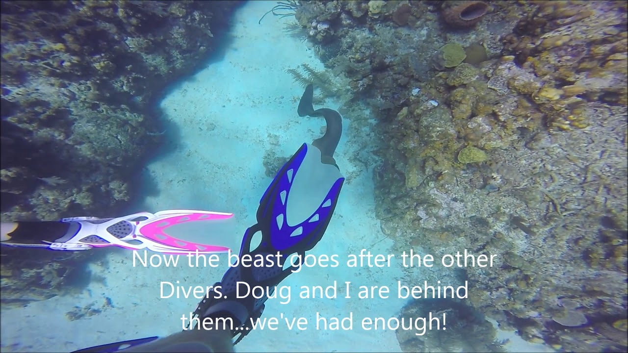 Moray eel attack