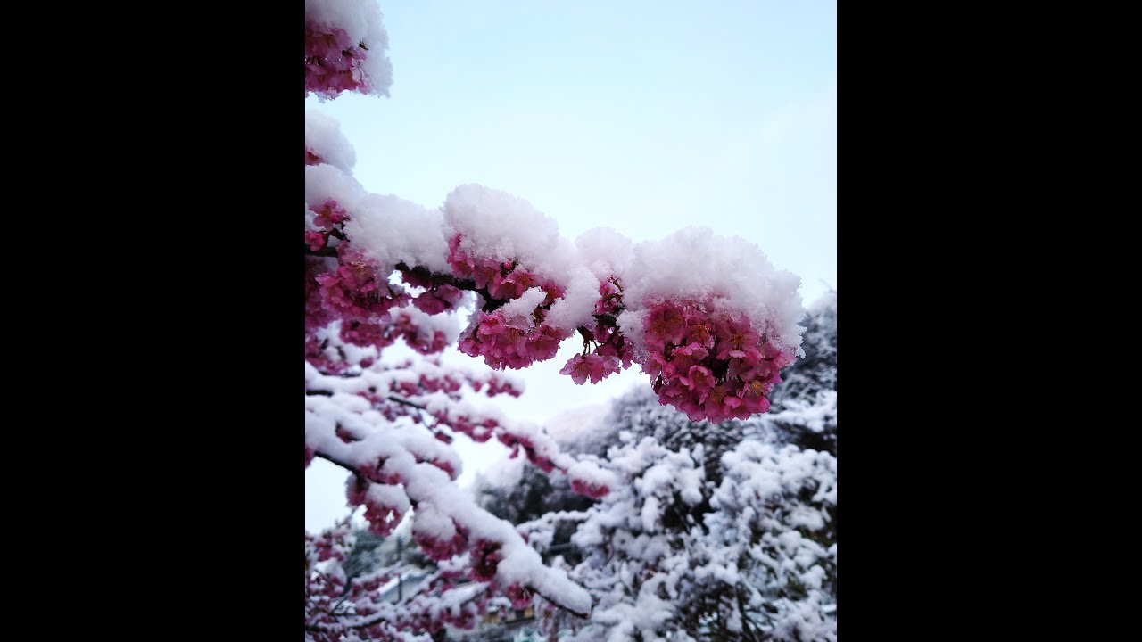 ドローン空撮　　唐松(美穀)空撮　2026.01.12