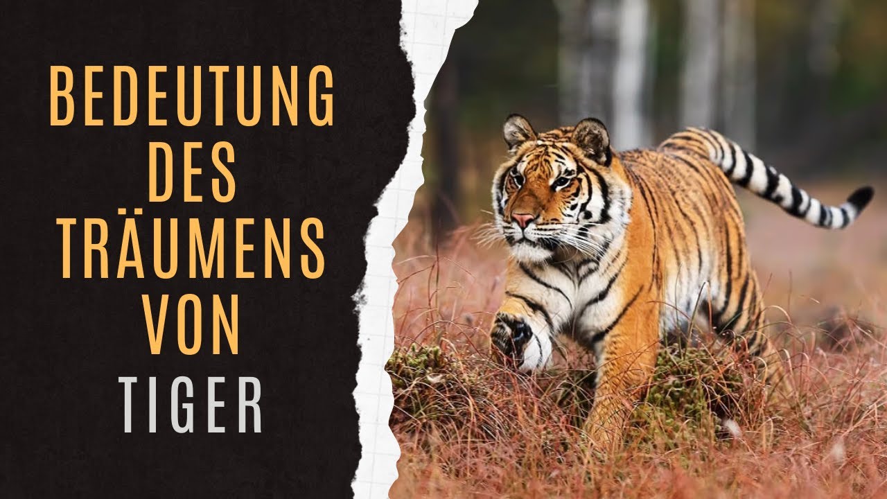 Tr&auml;umen Von Tiger | Traumlexikon Tiger | Tiger Traumdeutung | Tr&auml;ume Mit Tiger Erkl&auml;rt