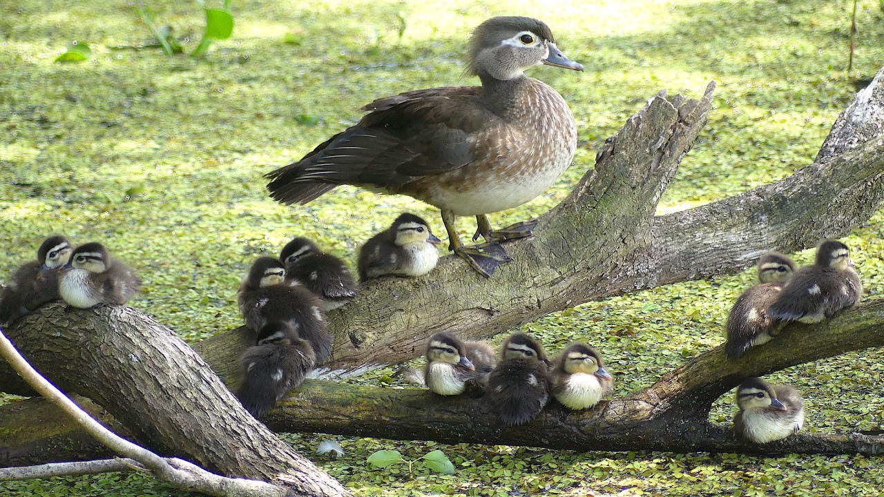 Wild Bird Surprises: 13 Amazing Behaviors & Interactions