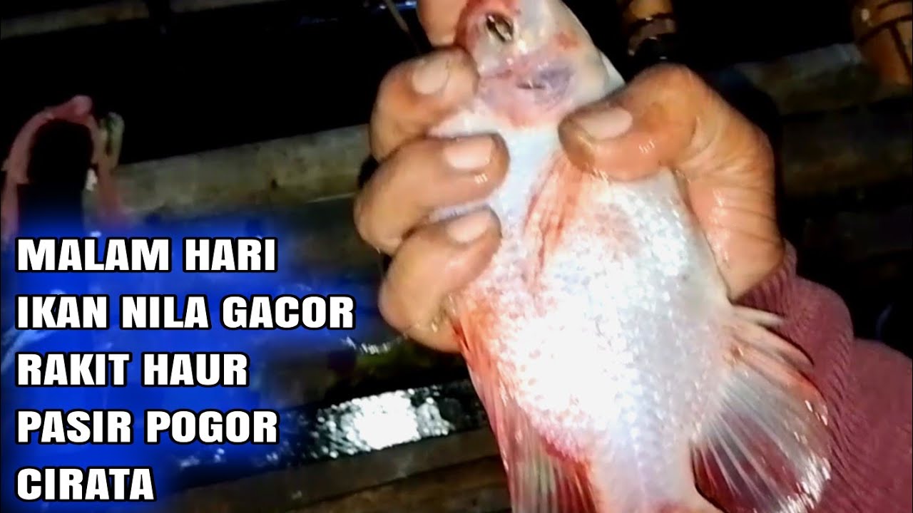 Mancing cirata terbaru 2026, rakit boss Kamang Haur pasir pogor