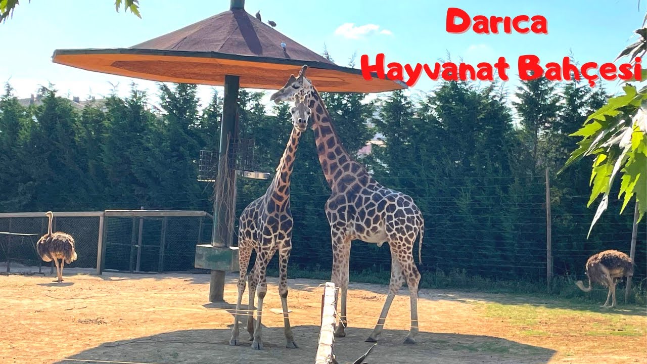 DARICA FARUK YALÇIN HAYVANAT BAHÇESİ'Nİ ZİYARET ETTİK || Bİ ZÜRAFA GÖRDÜM SANKİ :)