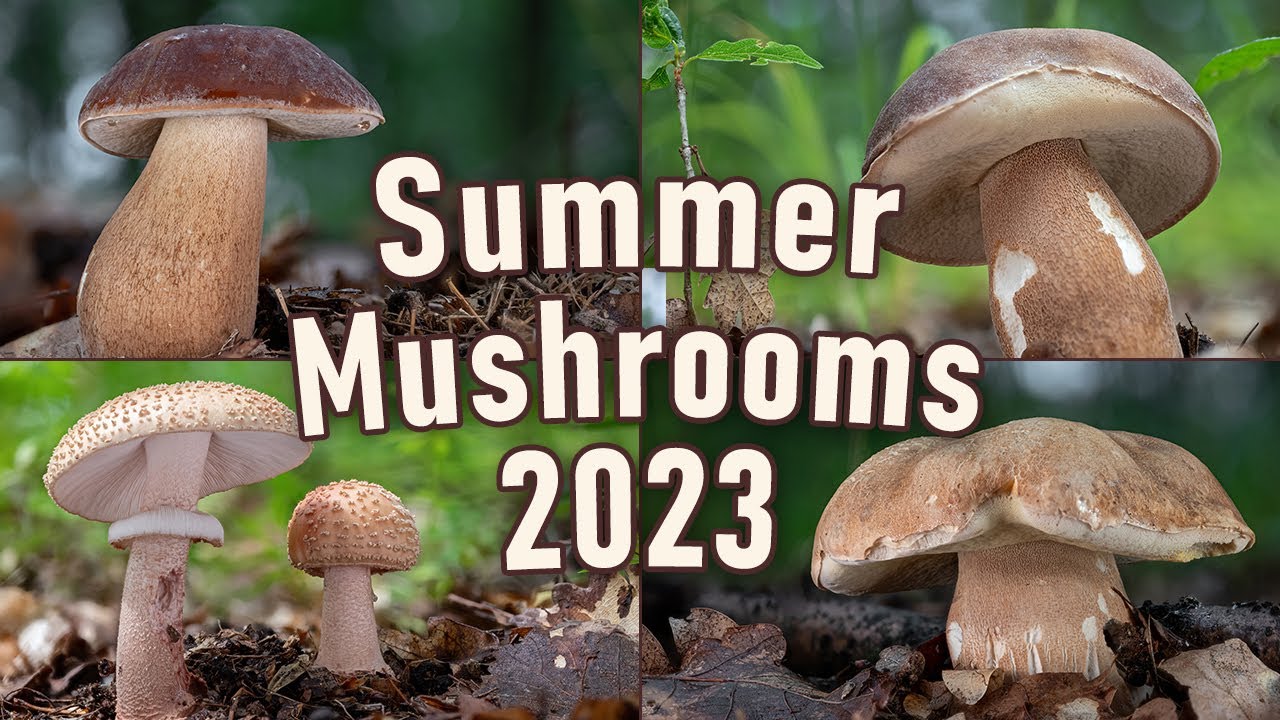 Summer Mushroom Hunting 2023 - Summer cep | Boletus reticulatus | Funghi Porcini | King boletes