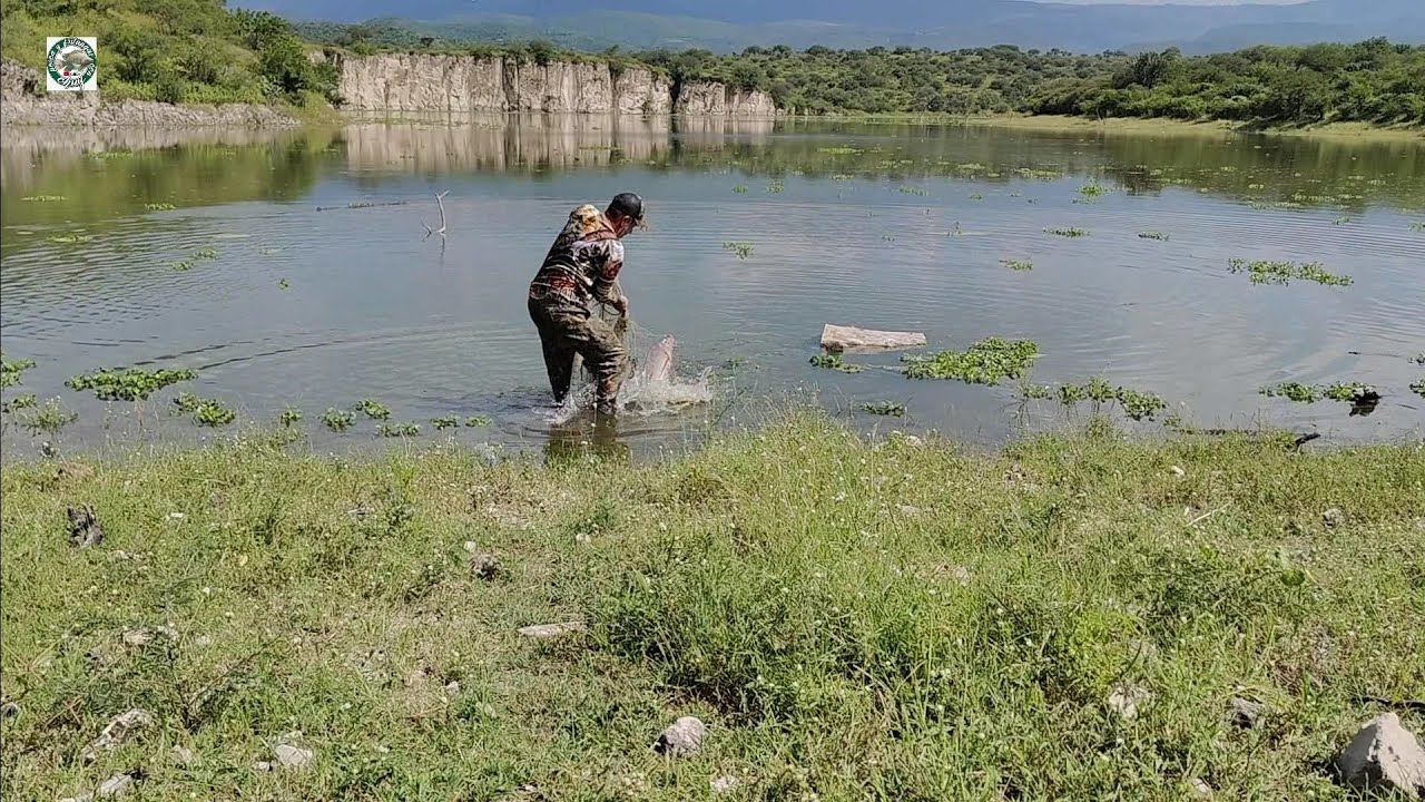 Puras monstruo una pesca de tilapias gigantescas como pocas veces pasa