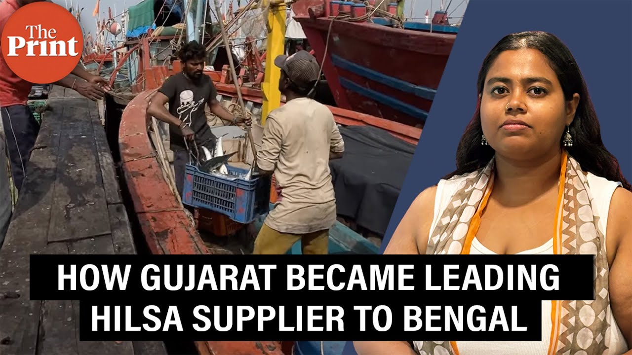 Gujarat&rsquo;s surprise hilsa boom feeds Bengal&rsquo;s most prized appetite