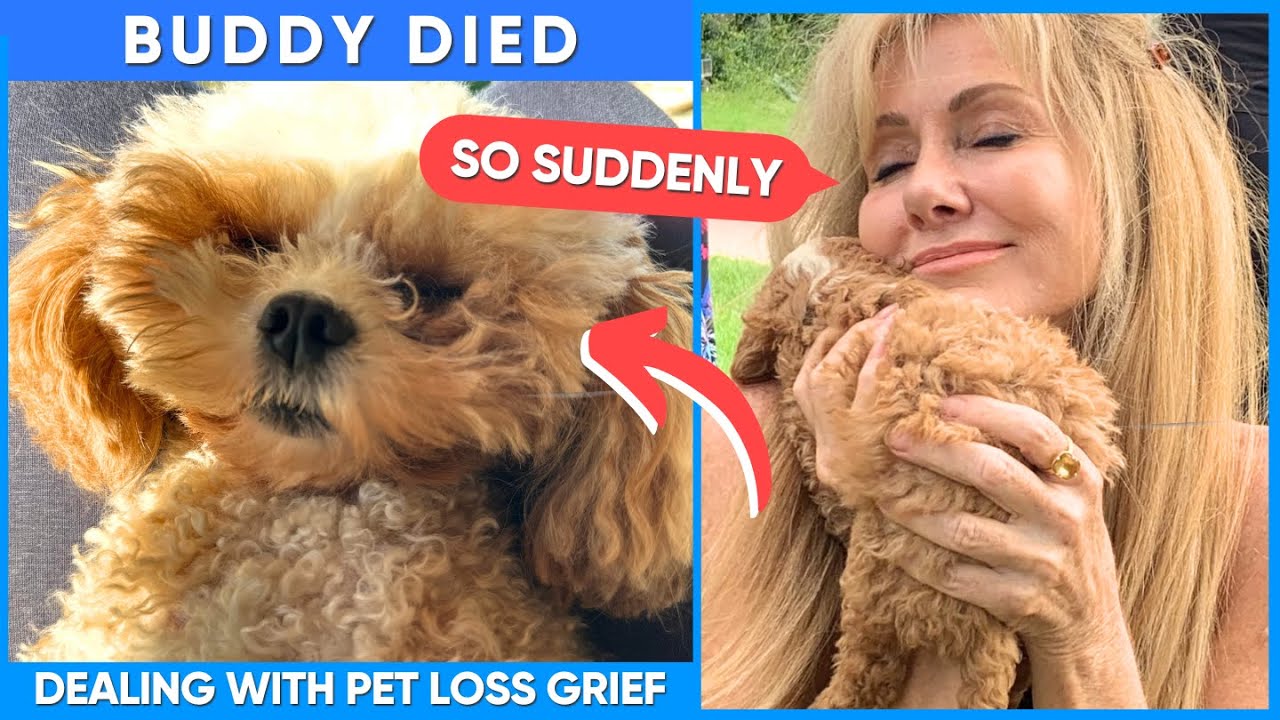 Goodbye Buddy...R.I.P ❤️ Pet Loss And Grief!