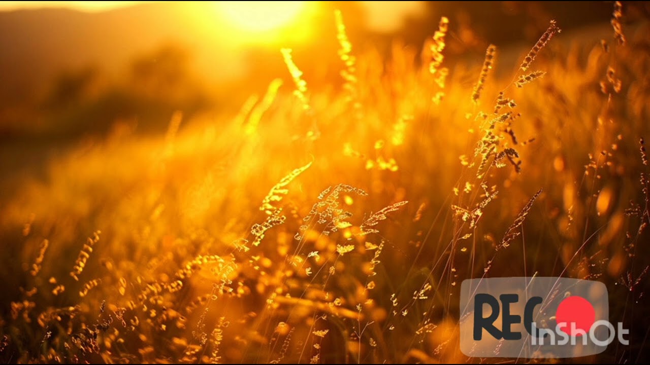 Ms Dj Zaku-Golden...Remix