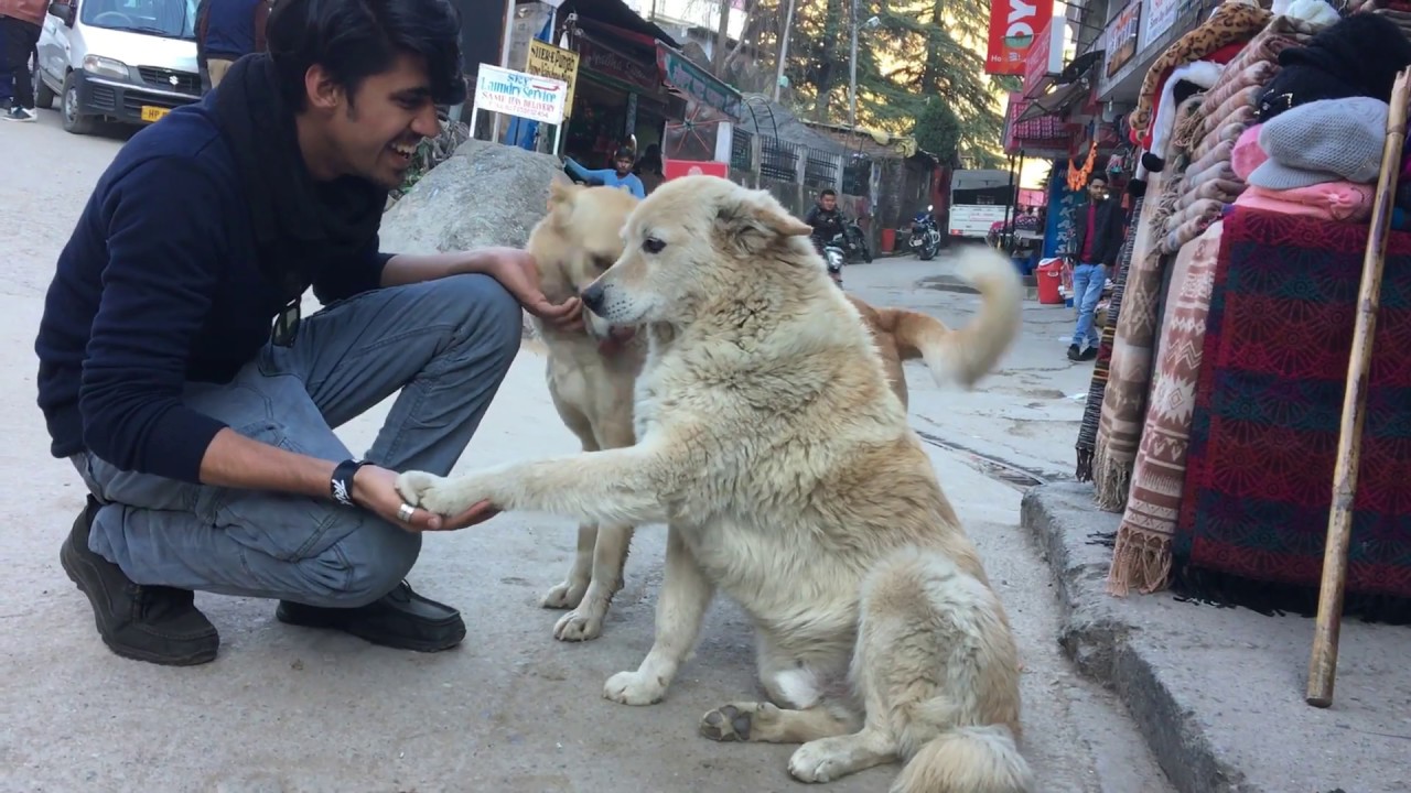 the DANGEROUS HIMALYAN DOGS! | Myth broken | Wildly Indian