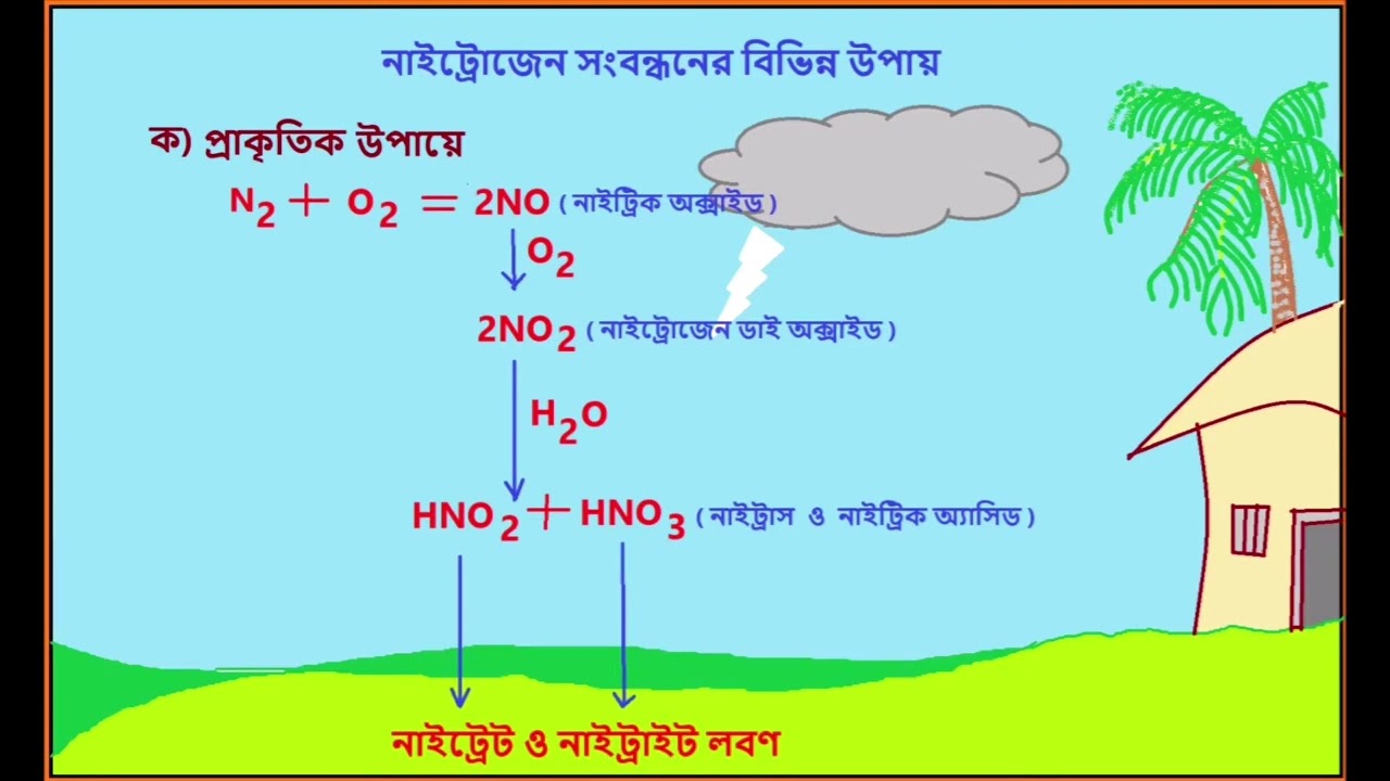 নাইট্রোজেন চক্র || Nitrogen Cycle