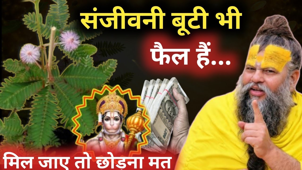इस पौधे के बारे में हनुमान😱 जी ने स्वयं बताया। संजीवनी बूटी भी फैल है। मिल जाये तो🙏 छोड़ना मत।#upay 