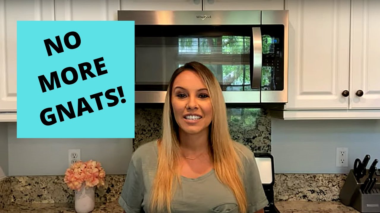 Get rid of gnats in your house!! | Simple DIY