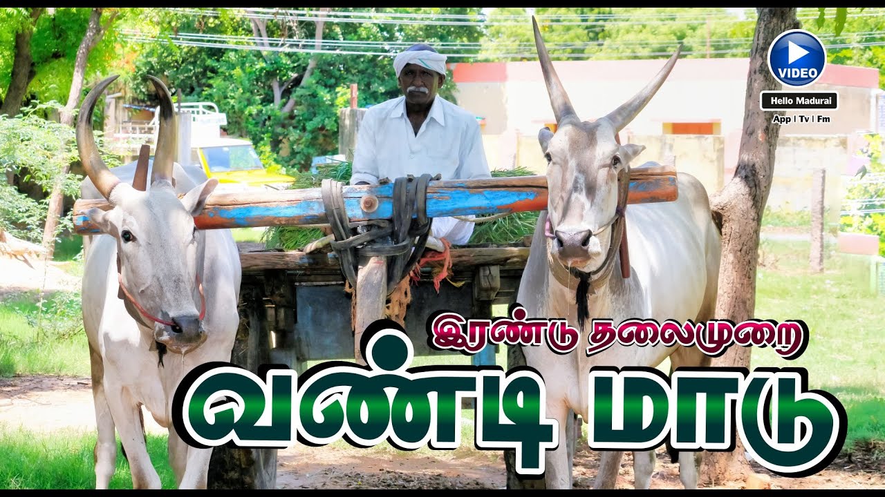 இரண்டு தலைமுறையாய் வண்டிமாடு வளர்ப்பாளர் | பூரணி மாடு | Vandi Maadu  | Hello Madurai | TV | FM |