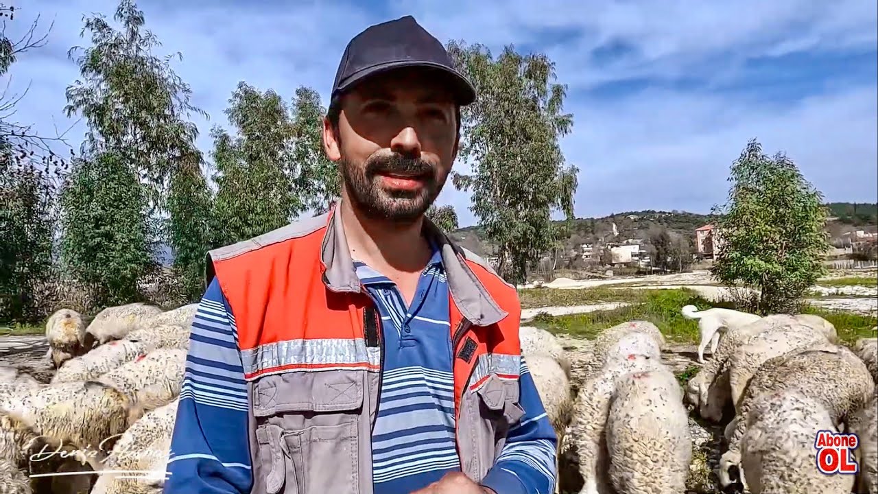 Osmaniye 2024 Kurbanlık Bakımı Devam Ediyor