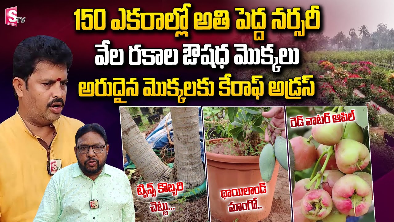 The Biggest Nursery In Kadiyapulanka | Kadiyam Nursery in Andhra Pradesh Rare Plants and Prices