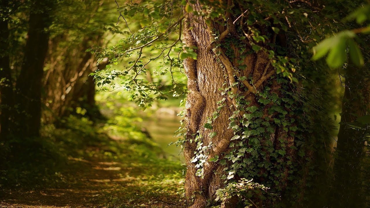 Senderos de Paz y Armonía 🌿 Sintonías de Bosques Olvidados