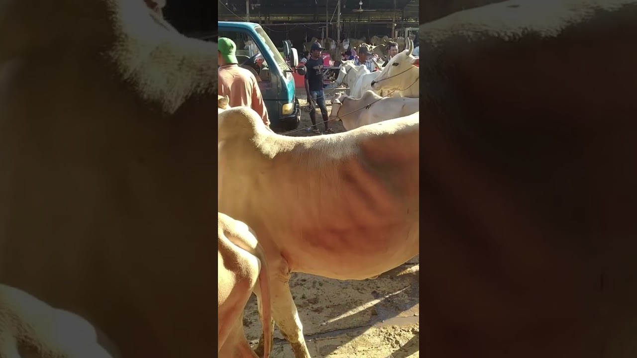 Cattle trading farm,Chroy Changvar,Cambodia