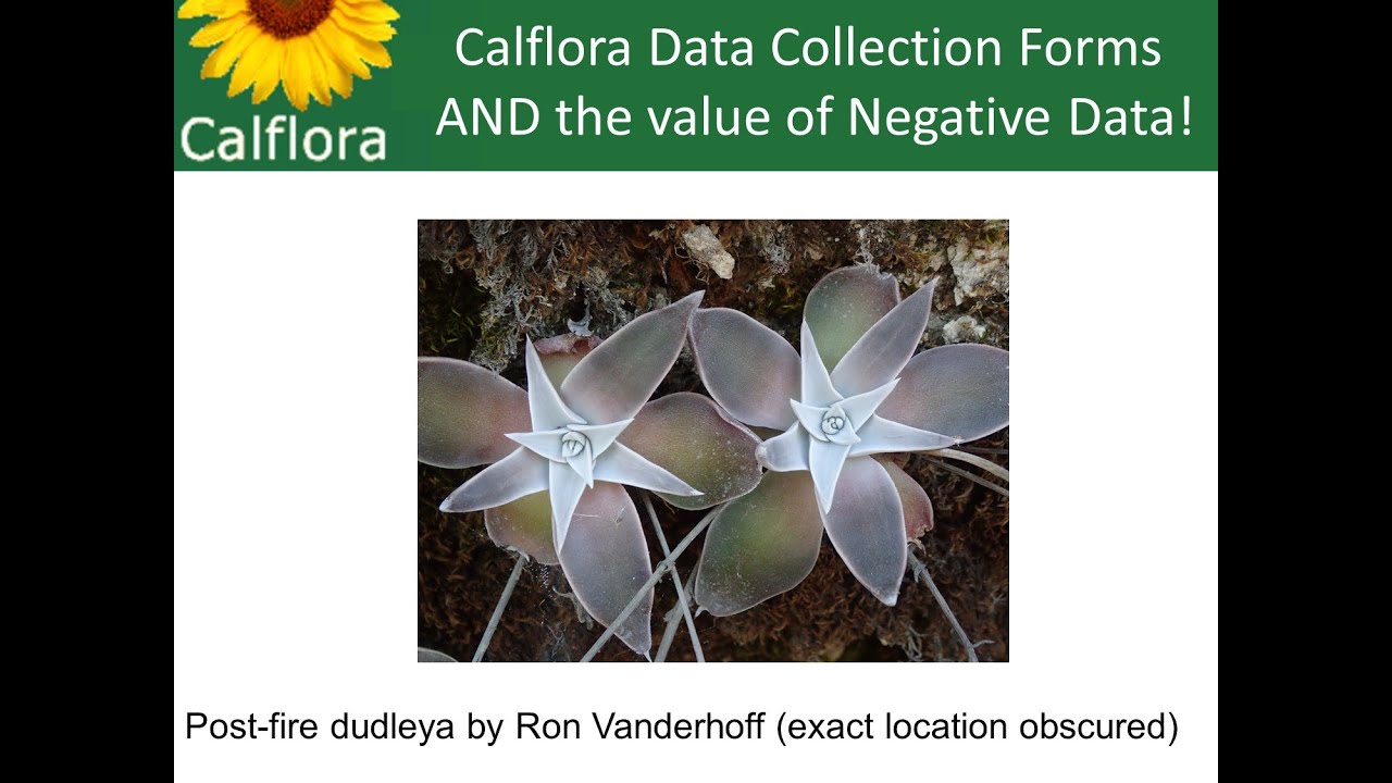 Postfire, rare plant, and restoration data collection forms on Calflora, and negative data!
