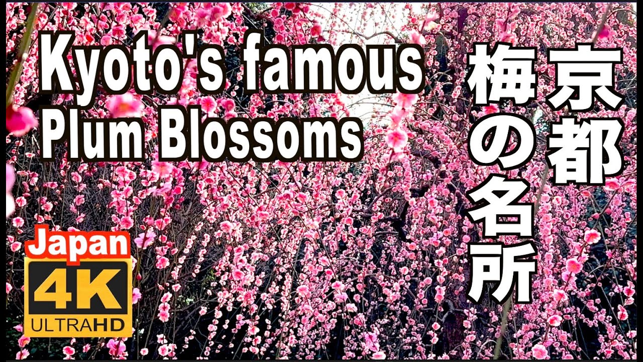 🇯🇵4K KYOTO plum blossoms 京都の梅 Japan spring 2022 北野天満宮 城南宮 見頃 京都観光 旅行 Jonangu Kitano Tenmangu