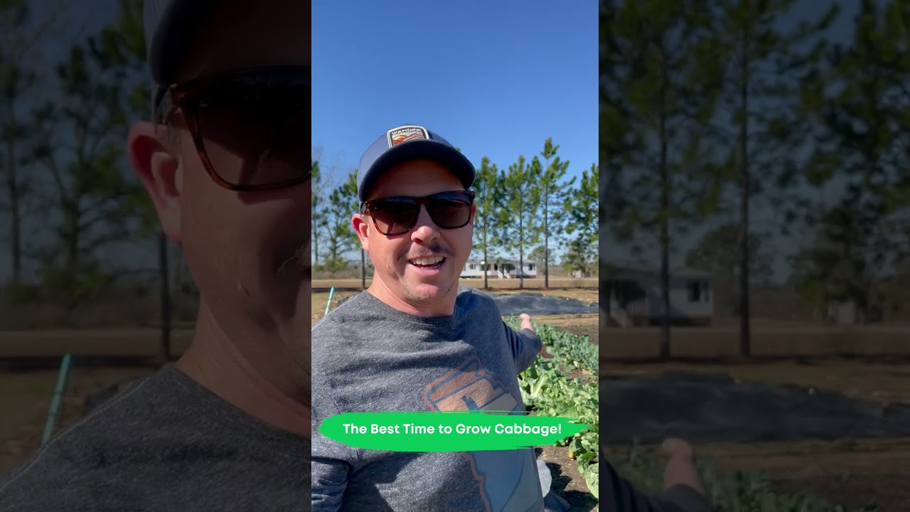 The Best Time to Grow Cabbage! #backyardgrocerystore