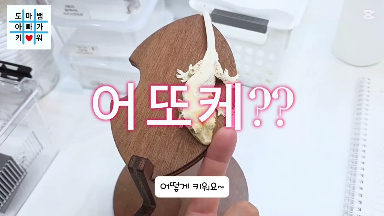 1. 크레스티드게코 사육정보, 키우는방법, 입문자, 크린이, 크레사육정보