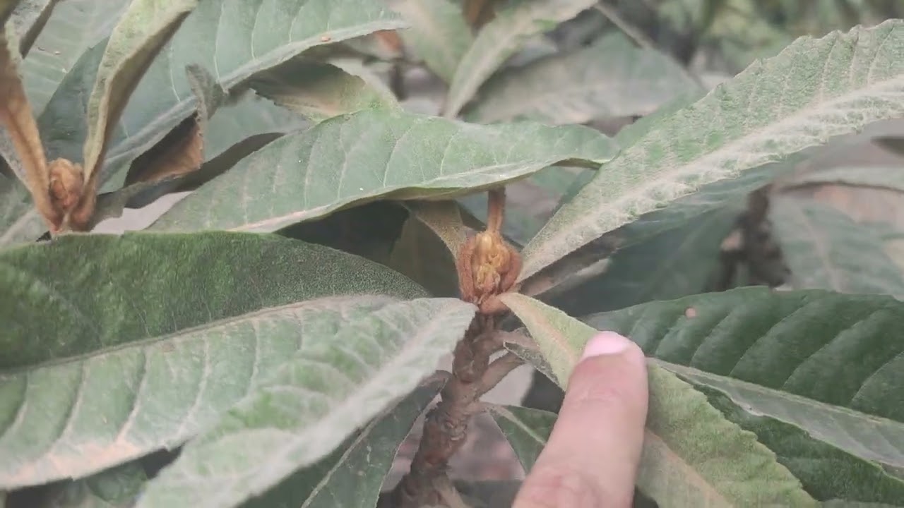برنامج تسميد الزعرور ( اسكدينا ) فترة تحضير للموسم القادم 🌳🌿