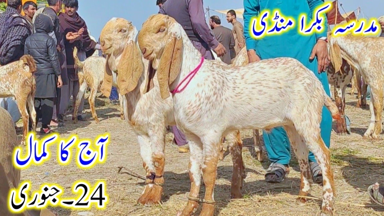 Madrasa bakra mandi/Aj ka kmall/makhi cheene bakre bache or qurbani wale bakre