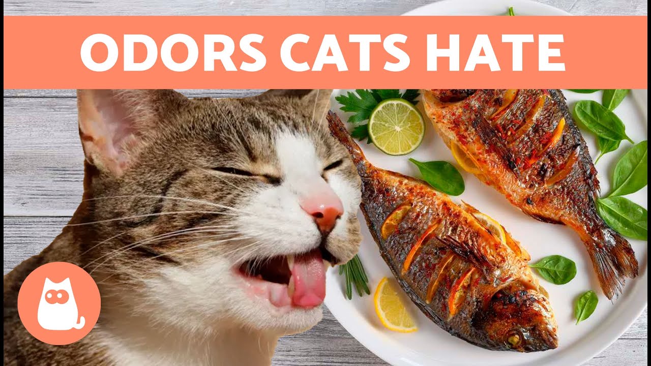 10 ЗАПАХОВ, КОТОРЫЕ НЕНАВИДЯТ КОШКИ 🐱❌ Запахи, которые они не переносят