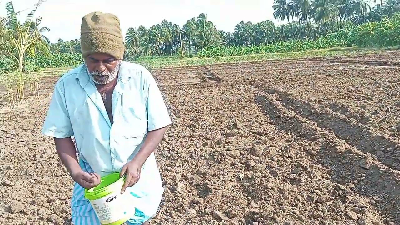 Beetroot Sowing Method.(பீட்ரூட் விதைப்பு முறை).