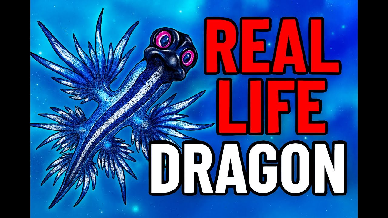 This is the Real Life Blue Dragon! | Glaucus Atlanticus | Lex Explore🌍