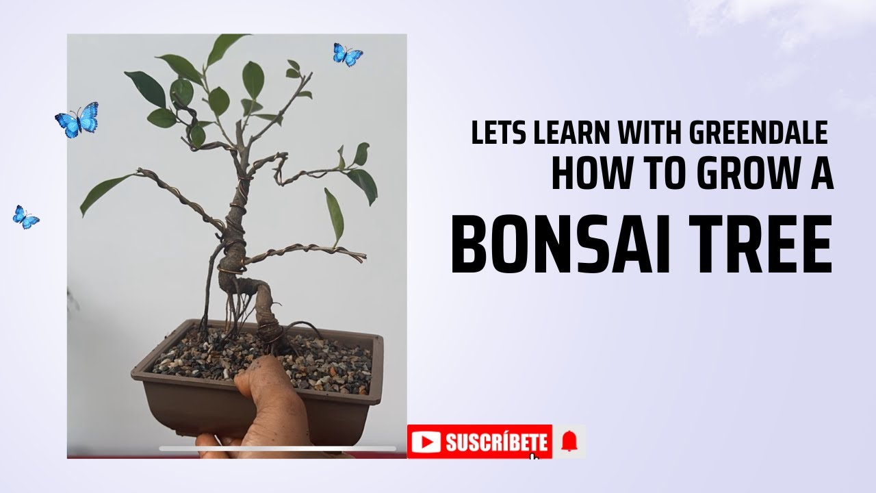 How to grow a bonsai. #assam #gardening #bonsai #bonsaiart #bonsaigram #indoorplants #garden