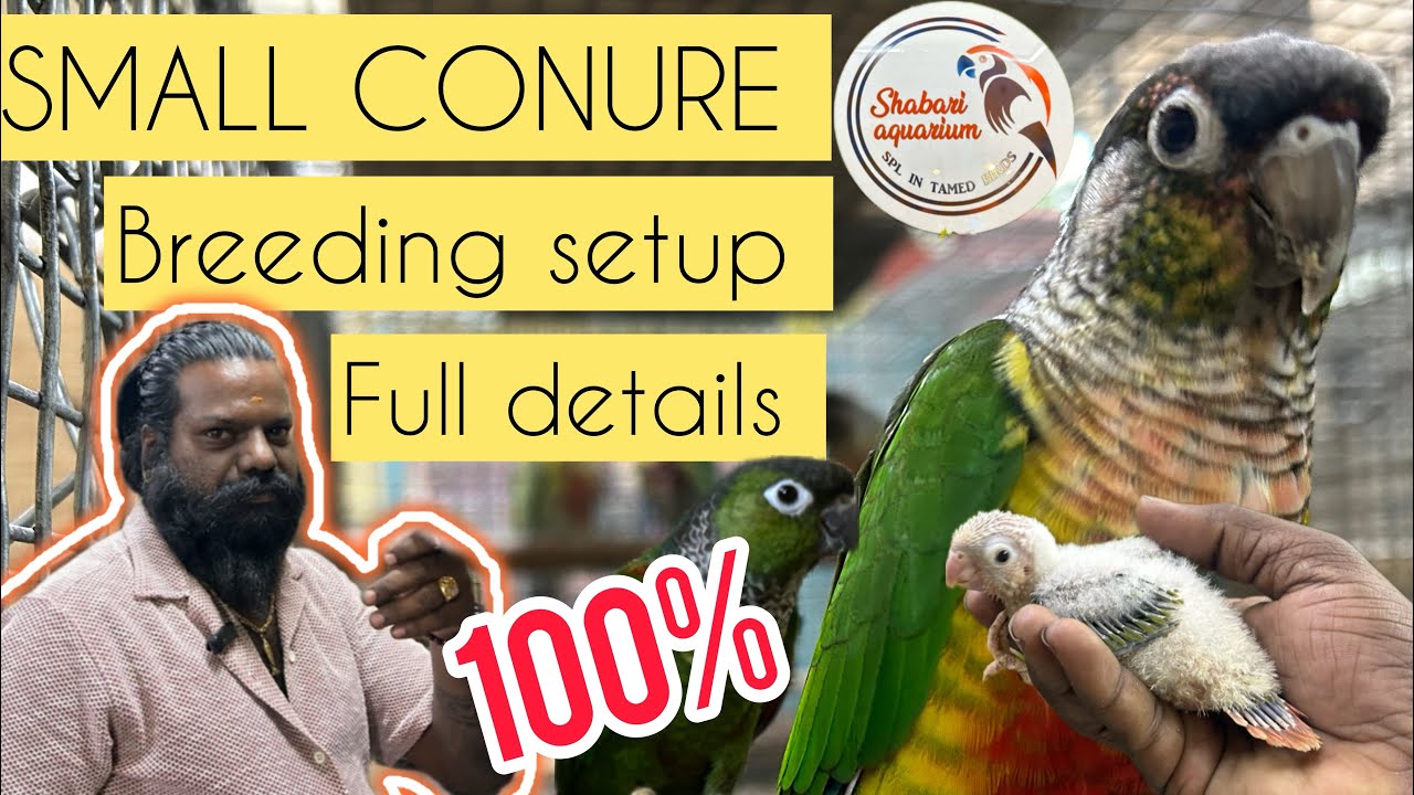 SMALL CONURE | Breeding Setups | Birds Care |Birds Food | Birds Cage | Birds Take Care | Best birds