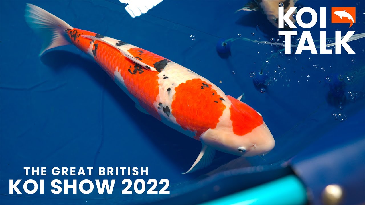 The Great British Koi Show 2022 | Koi Talk Interviews