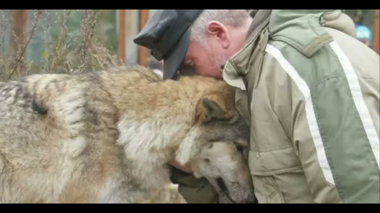 The wolf came to the village and began to ask for help. Only one man took pity on her.