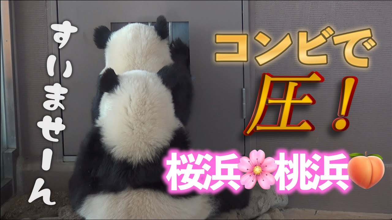 【帰りたガールズ✨】コンビでゆる〜い圧をかける桜浜🌸桃浜🍑【ふたごパンダ】Giant Panda -Ouhin&Touhin-