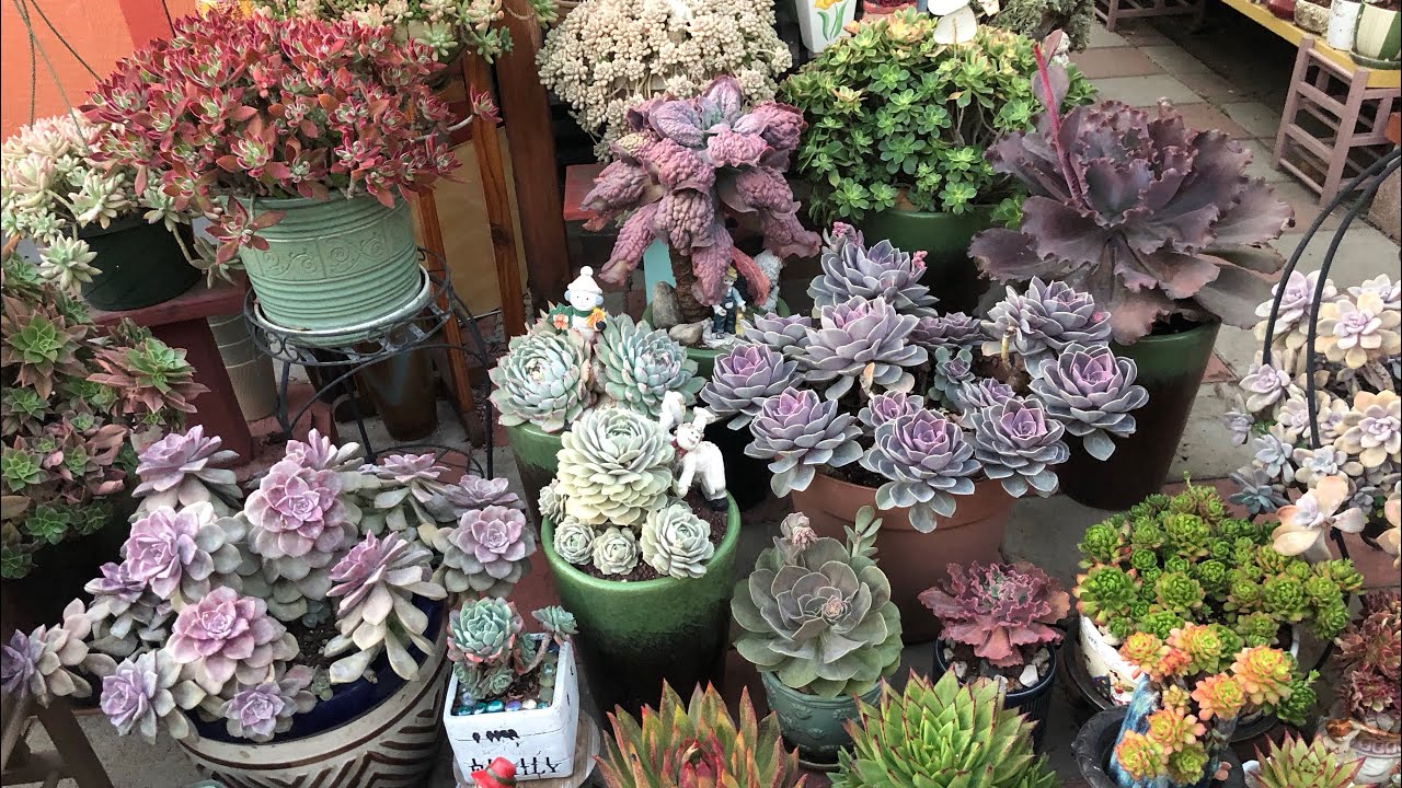 Echeveria Succulents Collection ❤️