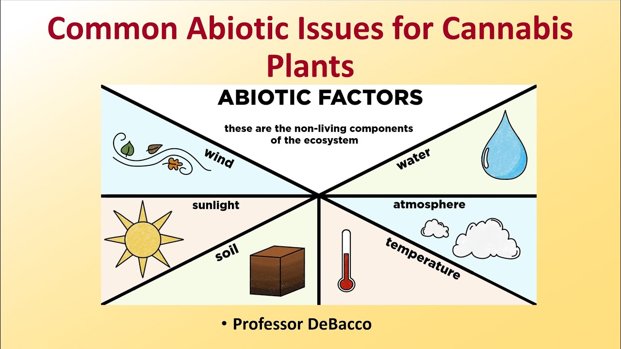 Common Abiotic Issues for Cannabis Plants