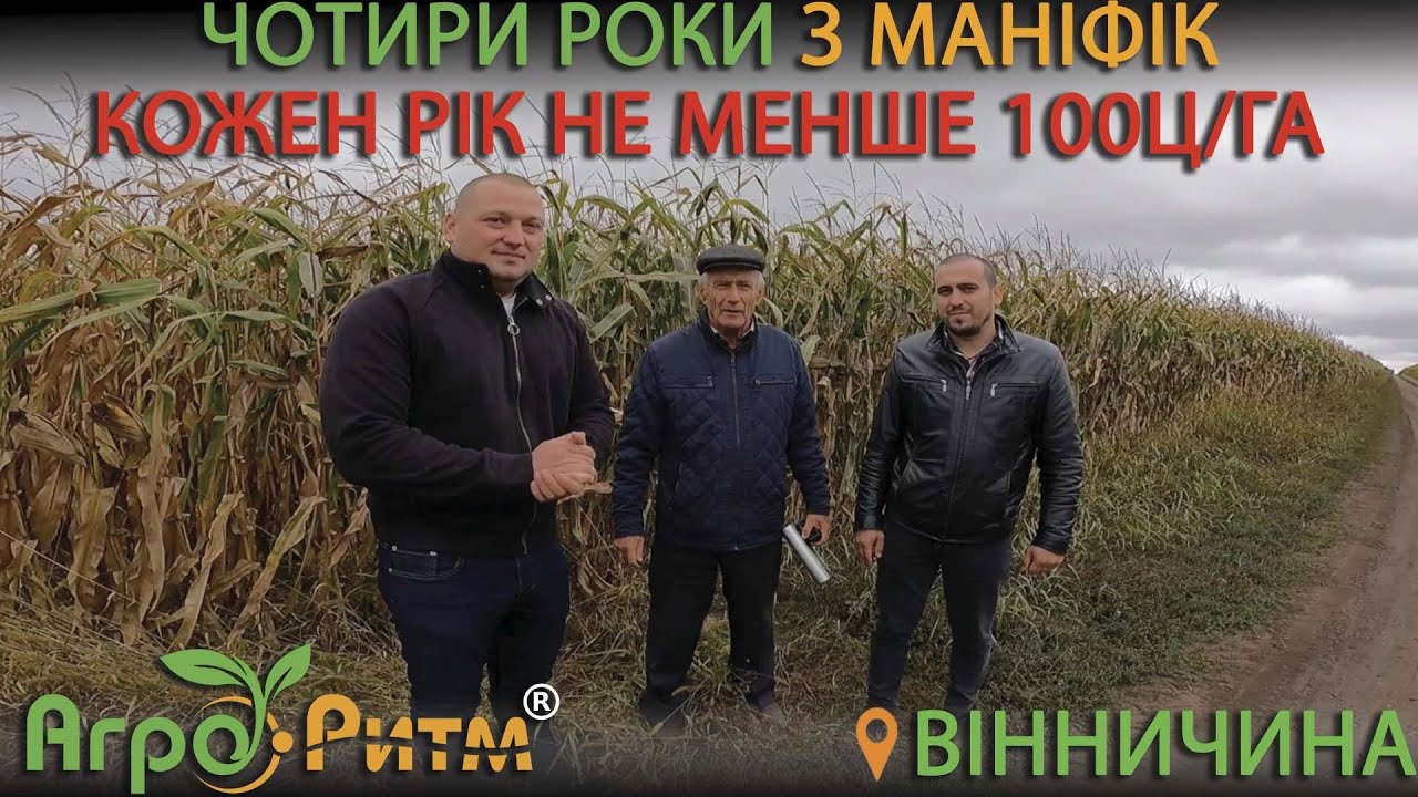 МАНІФІК-МЕНШЕ 100Ц/ГА НЕ БУЛО ЗА 4 РОКИ.ВІННИЦЬКА ОБЛАСТЬ.КОЗЯТИНСЬКИЙ РАЙОН.