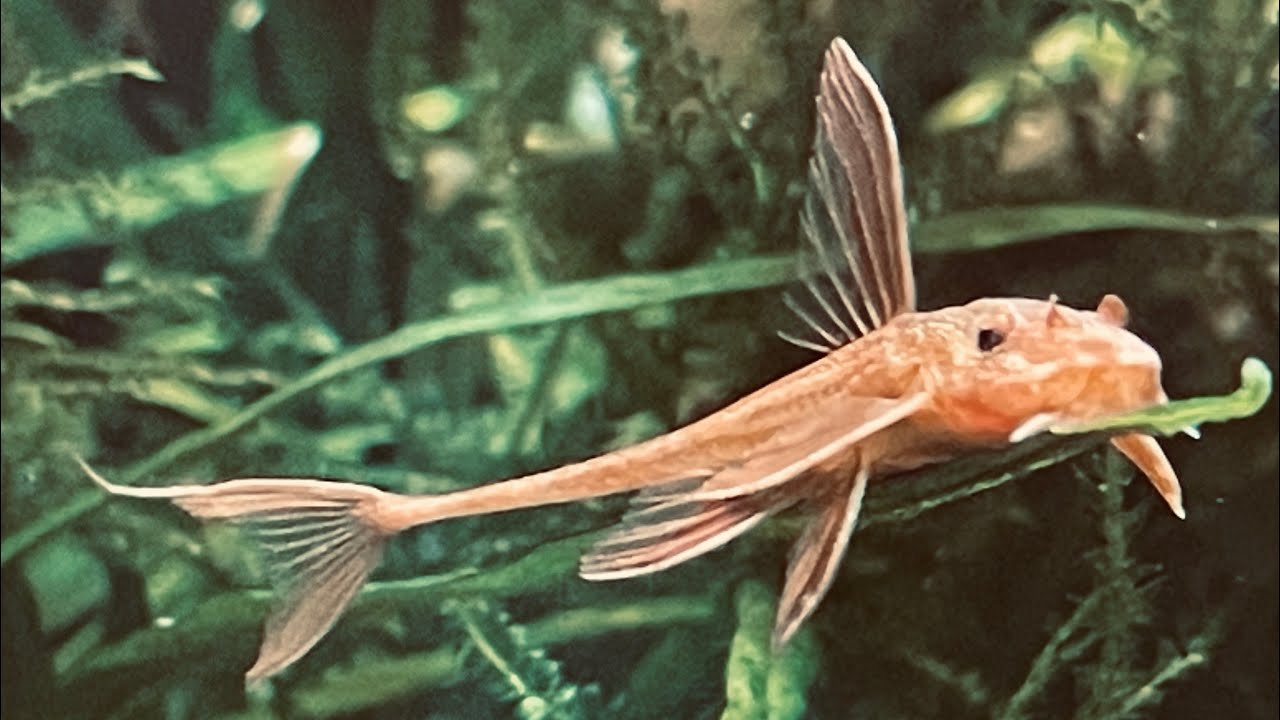Akwarium 40 litrów. Lorikaria red lizard - przedstawienie rybki.