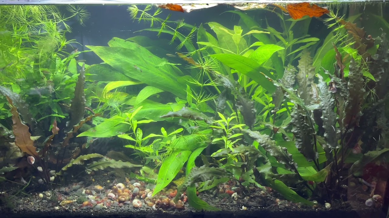 Heterandria formosa - der Zwergkärpfling