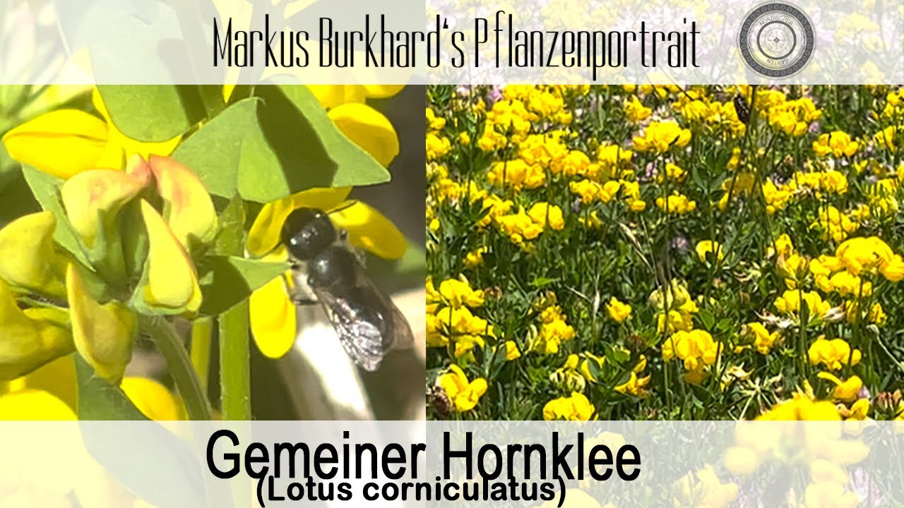 Hornklee, TOP Hummelpflanze, Schmetterlingsfutterpflanze, ein MUSS für jeden Naturgarten
