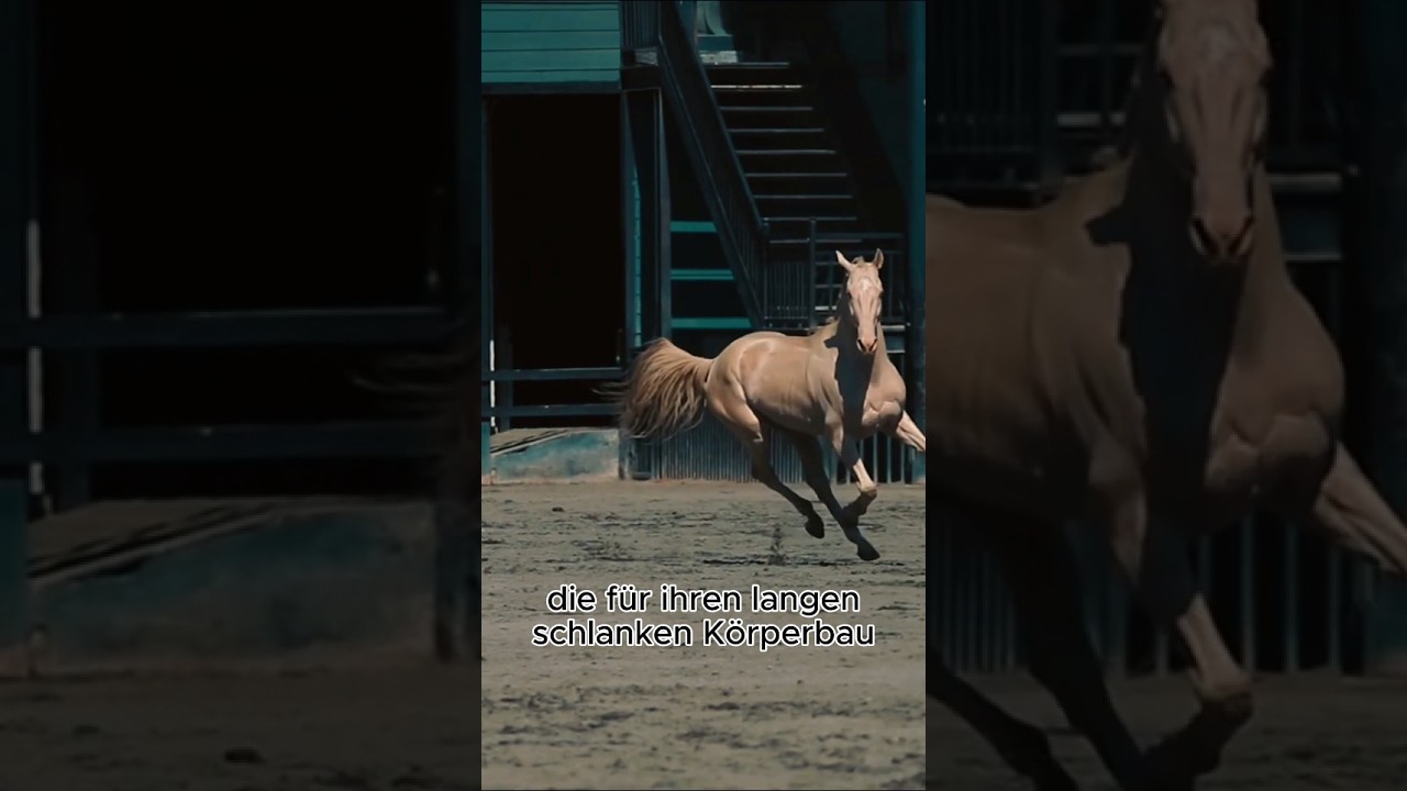 Das goldene Pferd, Akhal-Teke