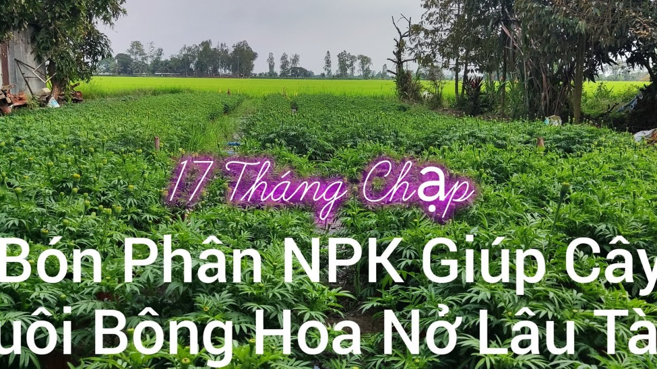 Bón Phân Hỗ Trợ Cây Nuôi Bông, Hoa Nở Lâu Tàn 