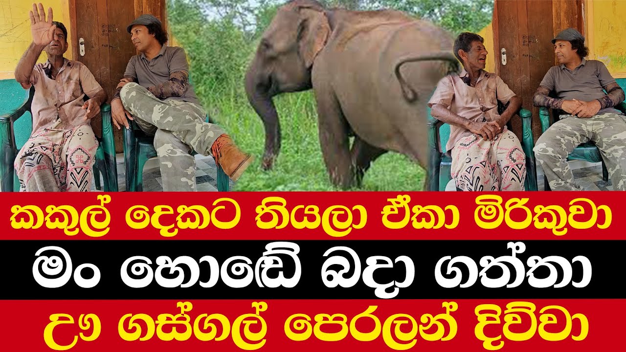 කකුල් දෙකට තියලා ඒකා මිරිකුවා | මං හොඬේ බදා ගත්තා | ඌ ගස්ගල් පෙරලන් දිව්වා