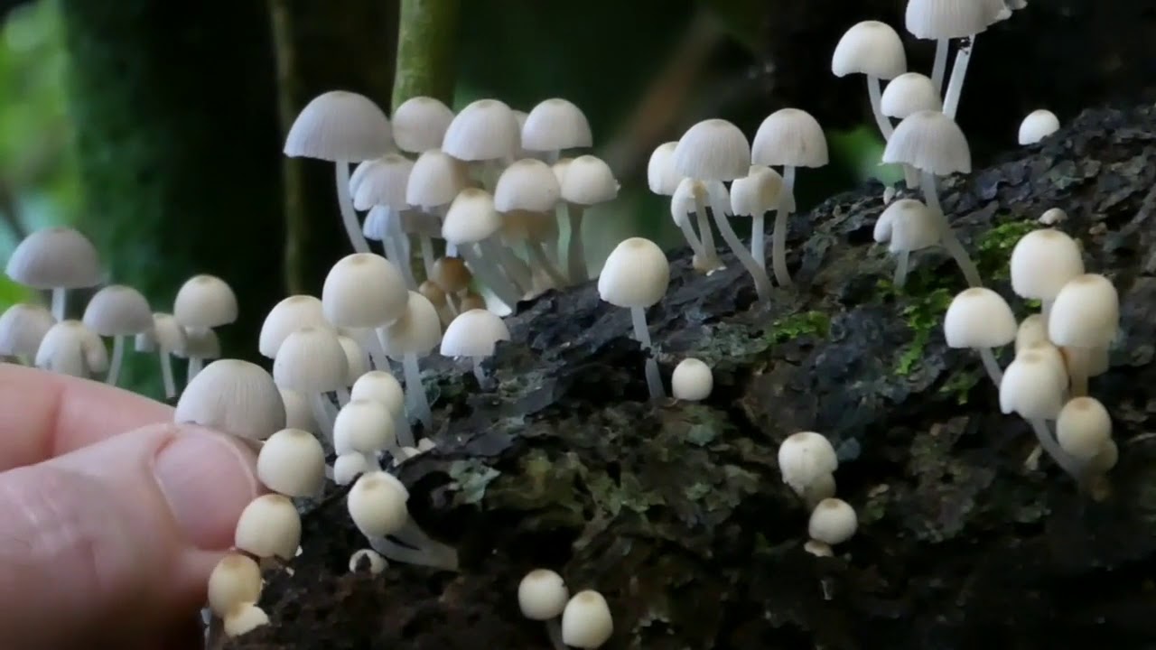 Coprinellus disseminatus